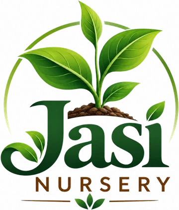 Jasi Nursery